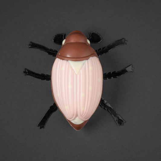 Phyllopertha rosalata