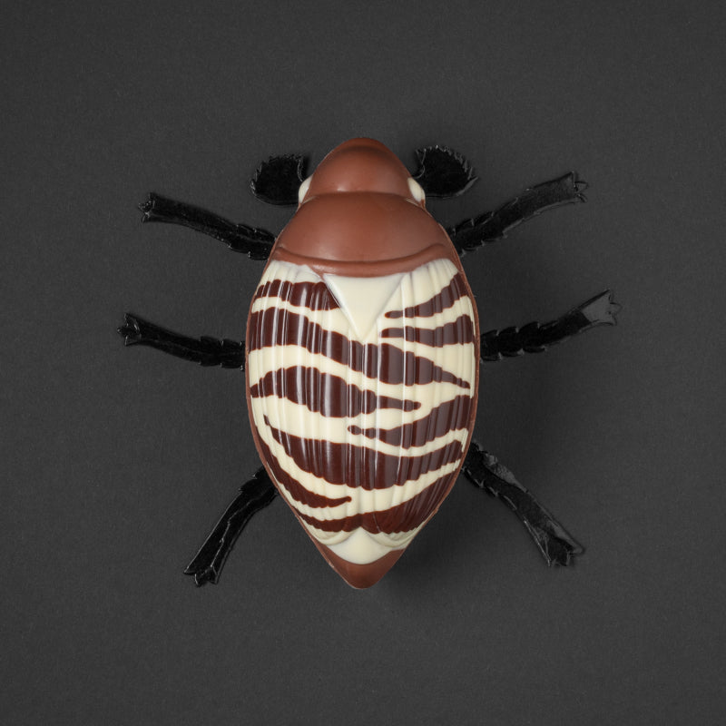 Melolontha albafusca